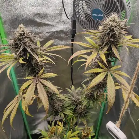 Tropicana Cookies Outdoor