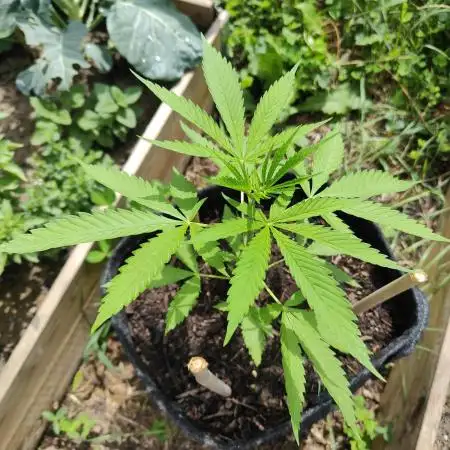 Tropicana Cookies Outdoor