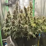 Apple Strudel & Orange Sherbet Auto
