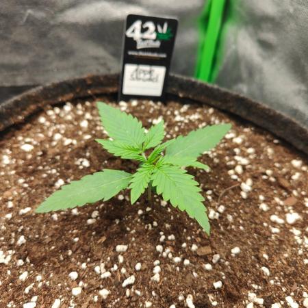 Apple Strudel & Orange Sherbet Auto
