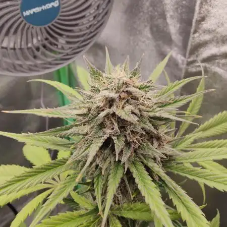 Tropicana Cookies Outdoor