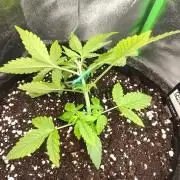 Apple Strudel & Orange Sherbet Auto