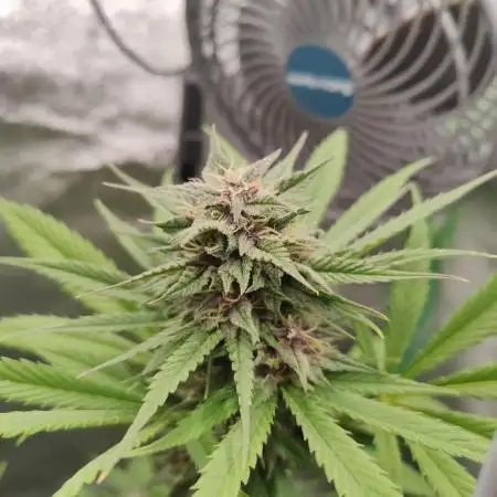 Tropicana Cookies Outdoor