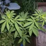 Tropicana Cookies Outdoor