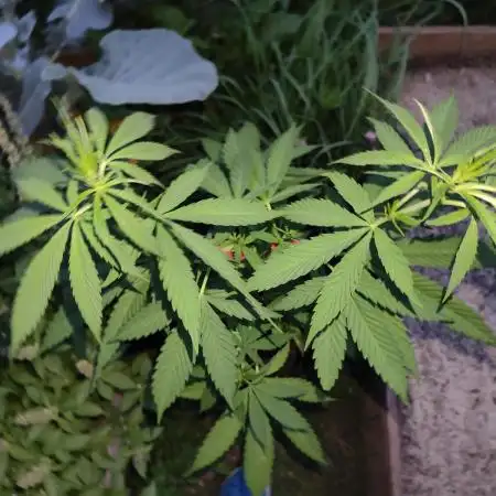 Tropicana Cookies Outdoor