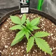 Apple Strudel & Orange Sherbet Auto
