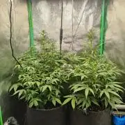 Apple Strudel & Orange Sherbet Auto