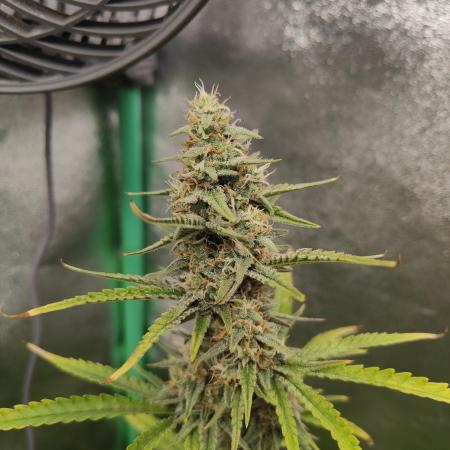 Apple Strudel & Orange Sherbet Auto