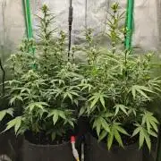 Apple Strudel & Orange Sherbet Auto