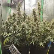 Apple Strudel & Orange Sherbet Auto