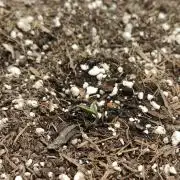 Orange Cindy Sherbet