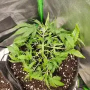 Apple Strudel & Orange Sherbet Auto