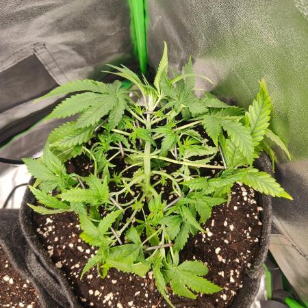 Apple Strudel & Orange Sherbet Auto