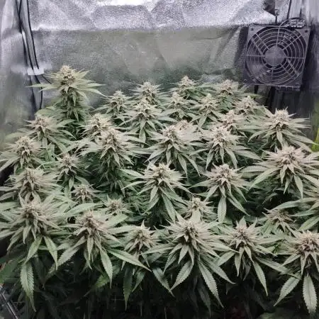 Mimosa x Orange Punch scrog