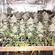 Mimosa x Orange Punch scrog
