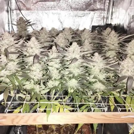 Mimosa x Orange Punch scrog