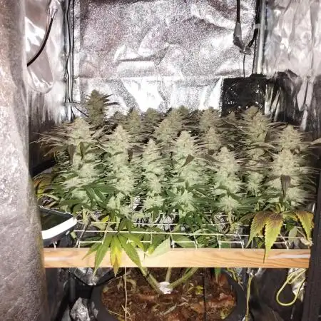 Mimosa x Orange Punch scrog