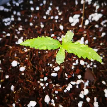 Blackberry and Amnesia Outdoor Coco