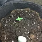 First grow
