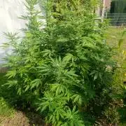 Runtz Zamnesia Photo