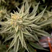 Caly 'n banana main lining