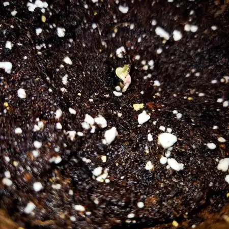 F026 - The Tropical Ice Cream One (USA)