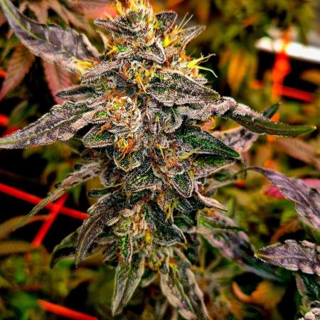 Fast buds (mini grow)