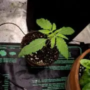 Cream Mandarine main lining