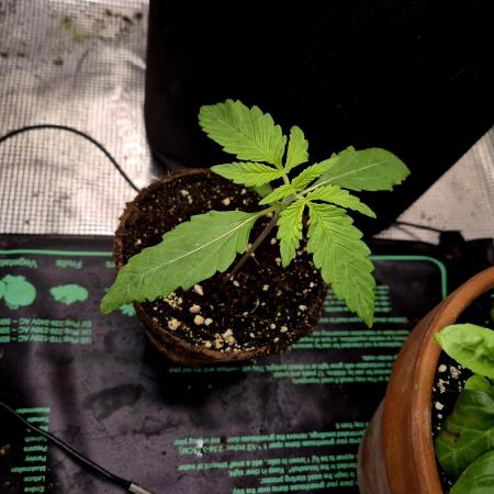 Cream Mandarine main lining