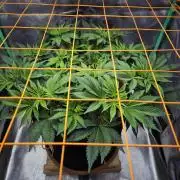 Orange bud main lining