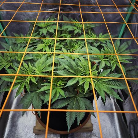 Orange bud main lining