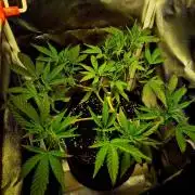 Special Kush (clone) main lining