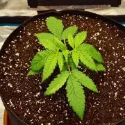 Cream Mandarine main lining