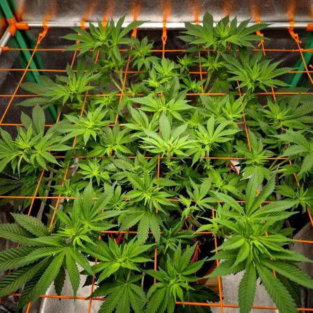 Orange bud main lining