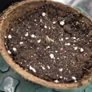 Cream Mandarine main lining