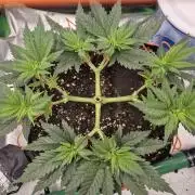 Orange bud main lining