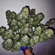 "Purple" Haze Steckies