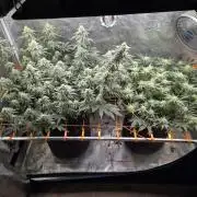 Caly 'n banana main lining