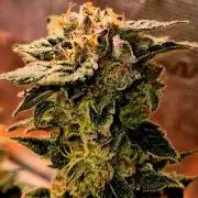 Rainbow Hitter
