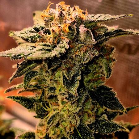 Rainbow Hitter