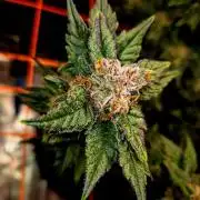 Rainbow Hitter