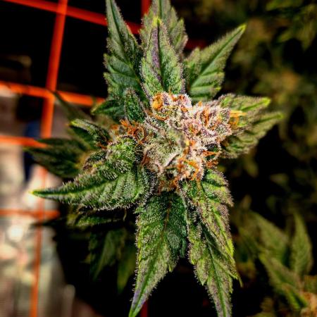 Rainbow Hitter