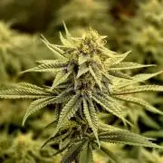 Caly 'n banana main lining