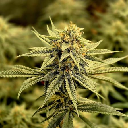 Caly 'n banana main lining