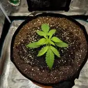 Cream Mandarine main lining