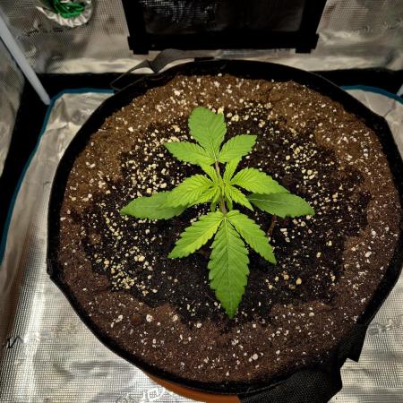 Cream Mandarine main lining