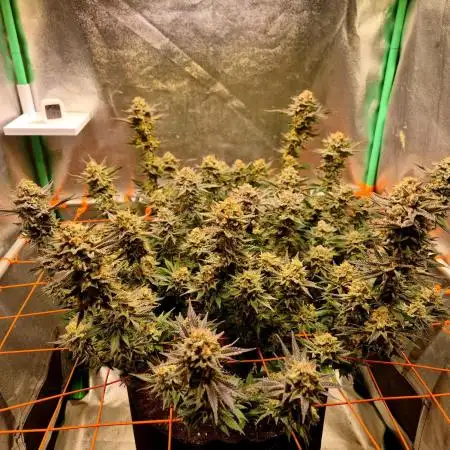 Orange bud main lining
