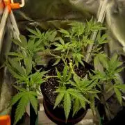 Special Kush (clone) main lining