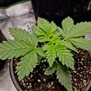 Fast buds (mini grow)