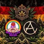 Spritzade (CCG) Seeds of Anarchy
